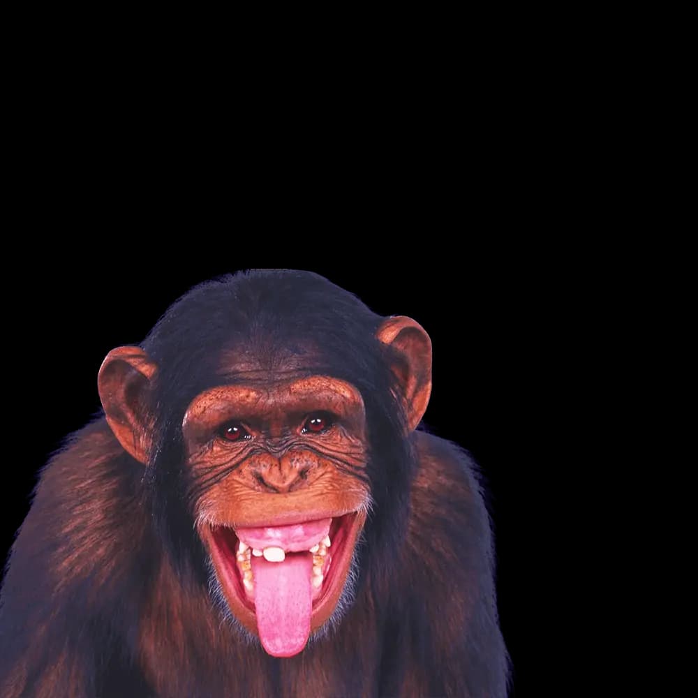 Chimp