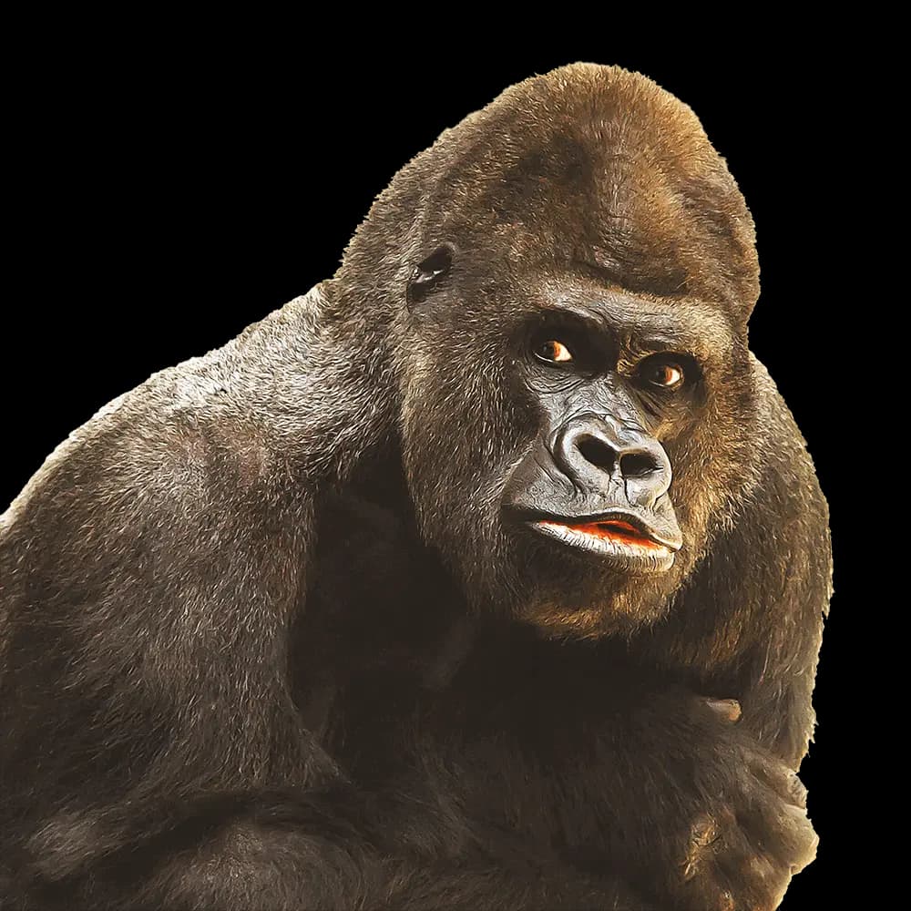 Gorilla