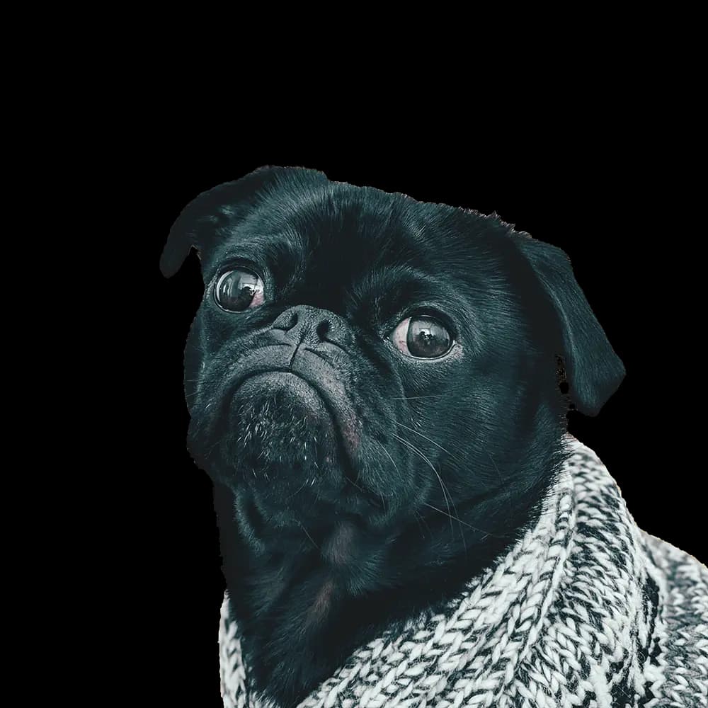 Pug