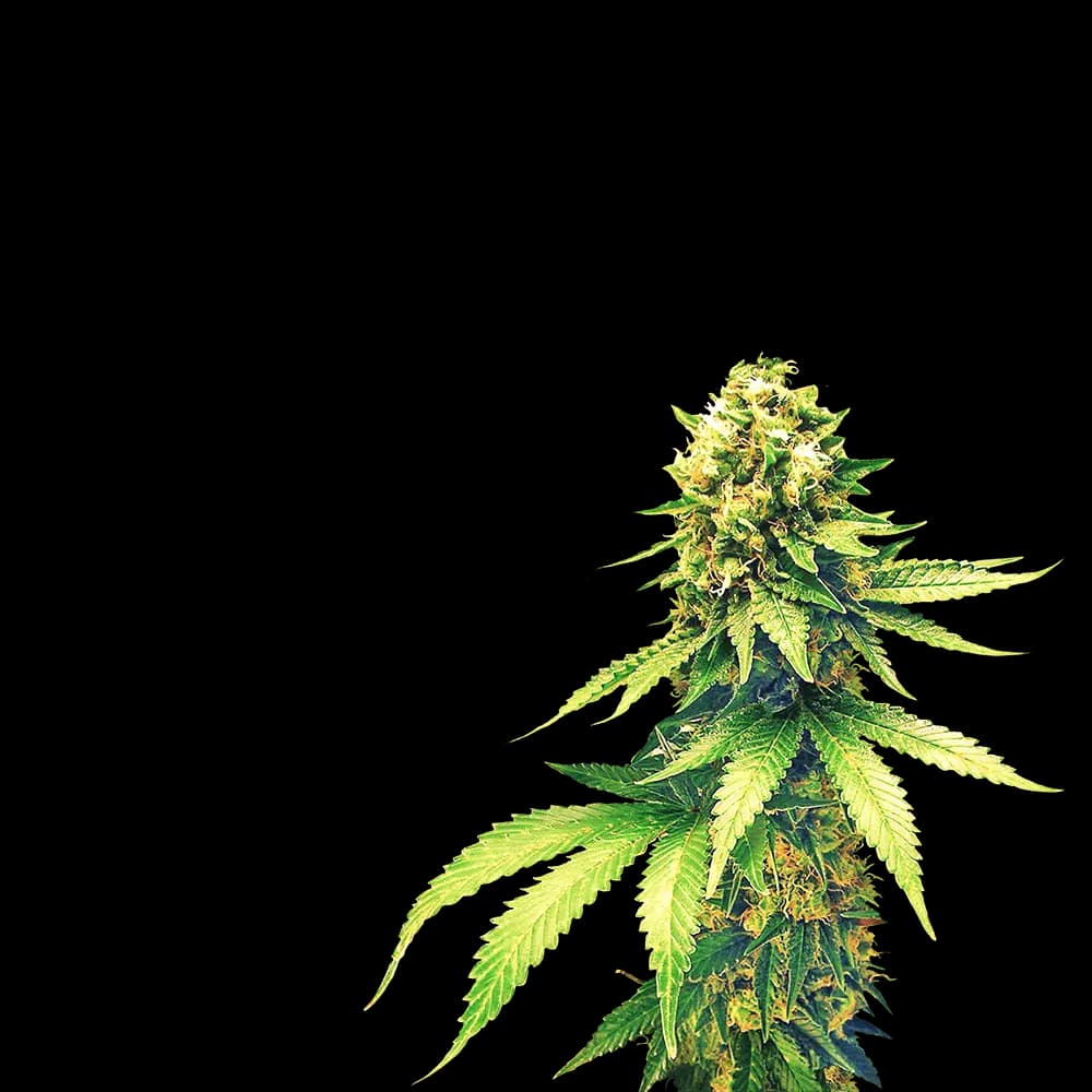 Weed
