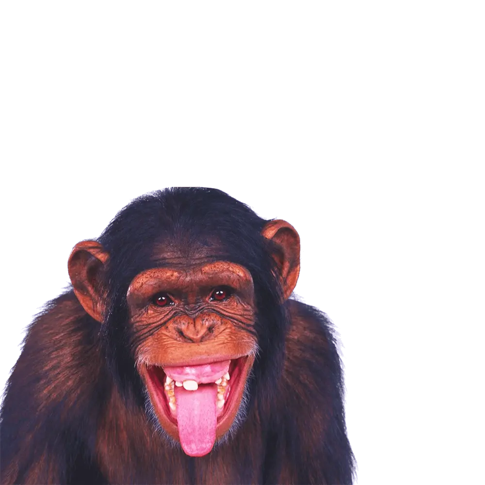 Chimp