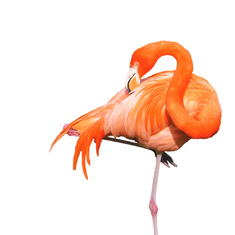 Flamingo