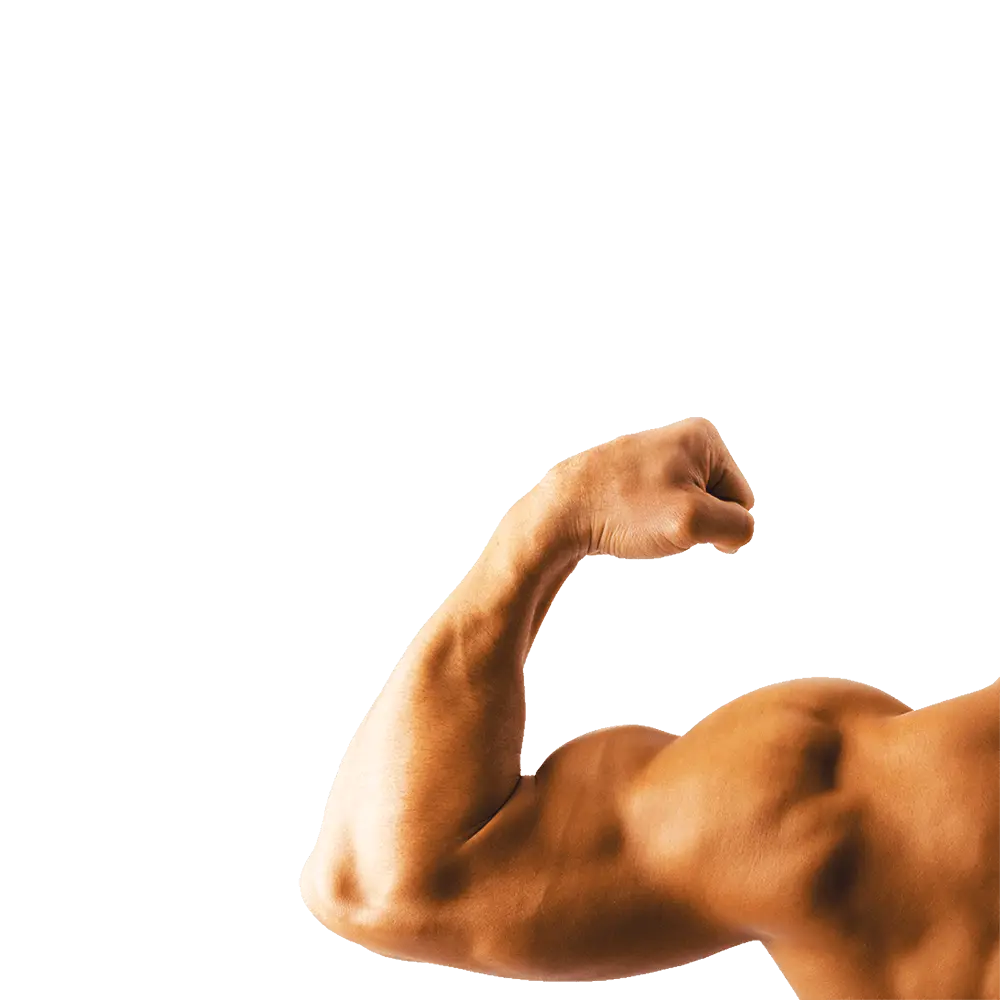 Muscle