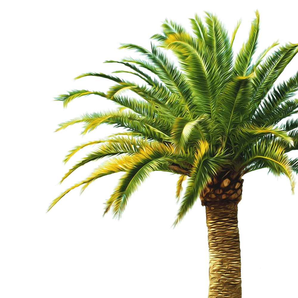 Palmtree