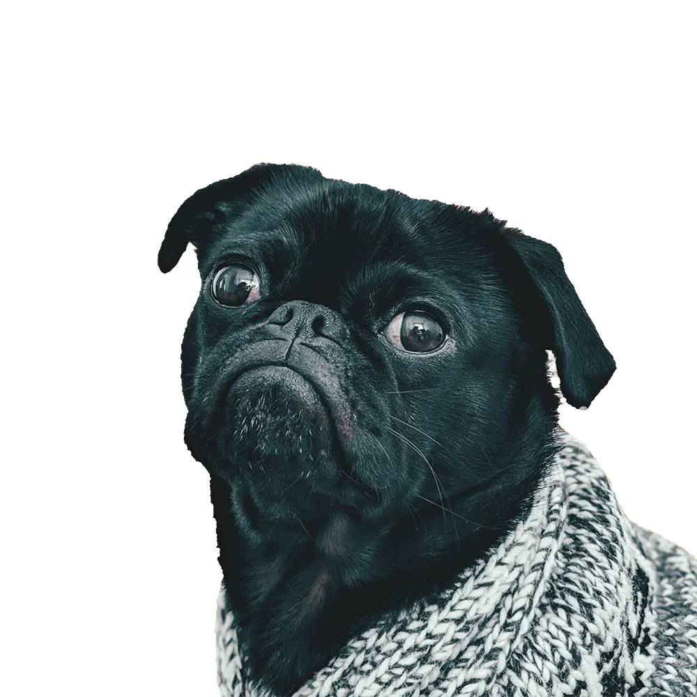 Pug