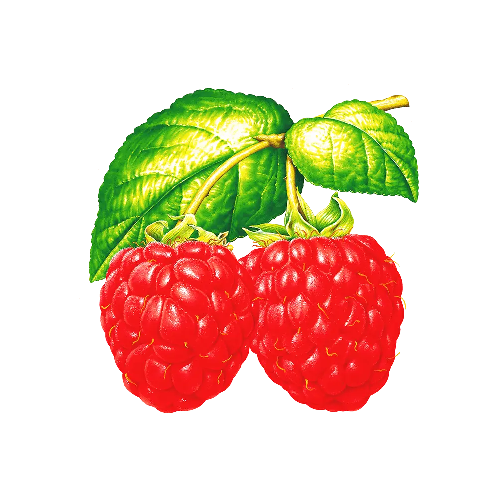 Raspberry